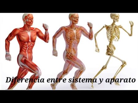 La estructura y funci&oacute;n del cuerpo humano