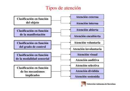 Guía completa sobre los diferentes tipos de atención en psicología Guía completa sobre los diferentes tipos de atención en psicología