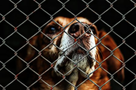 Los impactantes objetivos del maltrato animal que debes conocer La cruda realidad de los animales abandonados en España: datos alarmantes que debes conocer