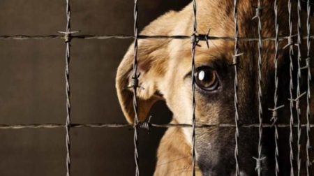 Los impactantes objetivos del maltrato animal que debes conocer Conoce los objetivos de la Iniciativa Popular Contra el Maltrato Animal