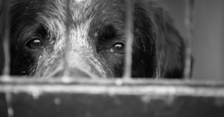 Los impactantes objetivos del maltrato animal que debes conocer Los impactantes objetivos del maltrato animal que debes conocer
