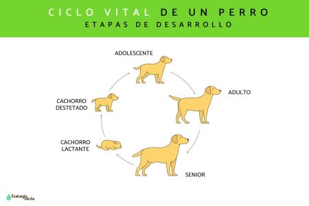 3. Adulto mayor