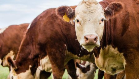 Aprendiendo sobre el ciclo productivo de las vacas: una gu&iacute;a completa