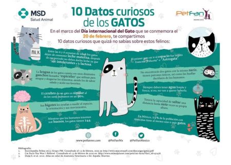Explora el fascinante mundo felino a trav&eacute;s de infograf&iacute;as