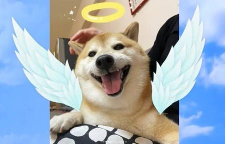 Las 50 frases de perros más graciosas que te harán reír Frases que demuestran la conexión entre perros y humanos