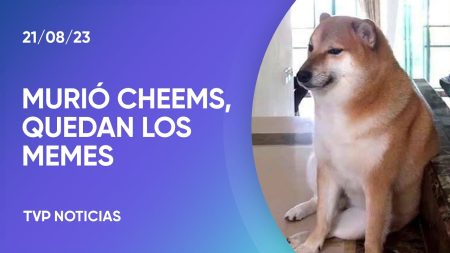 Las 50 frases de perros más graciosas que te harán reír Algunas expresiones que demuestran todo el amor hacia nuestros fieles compañeros peludos son:
