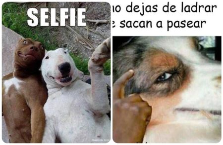 Las 50 frases de perros más graciosas que te harán reír Las 50 frases de perros más graciosas que te harán reír